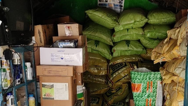 Healthy green crops growing in an organic farm