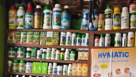 A field of wheat ready for harvest
